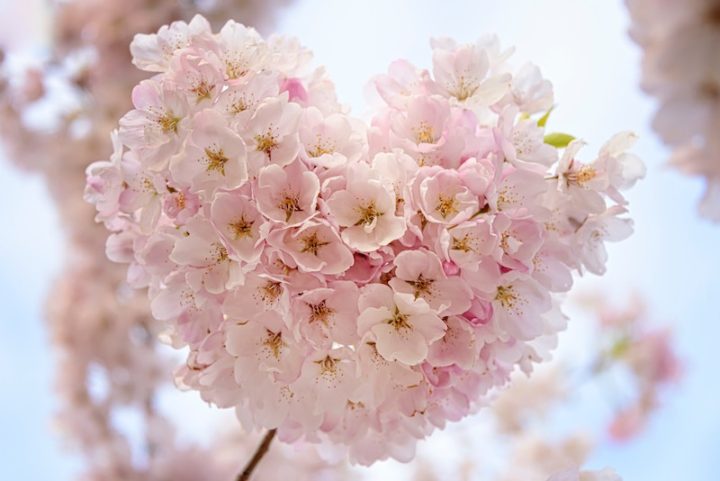 桜の季節 満開の桜や花びらを説明する42の英語フレーズ